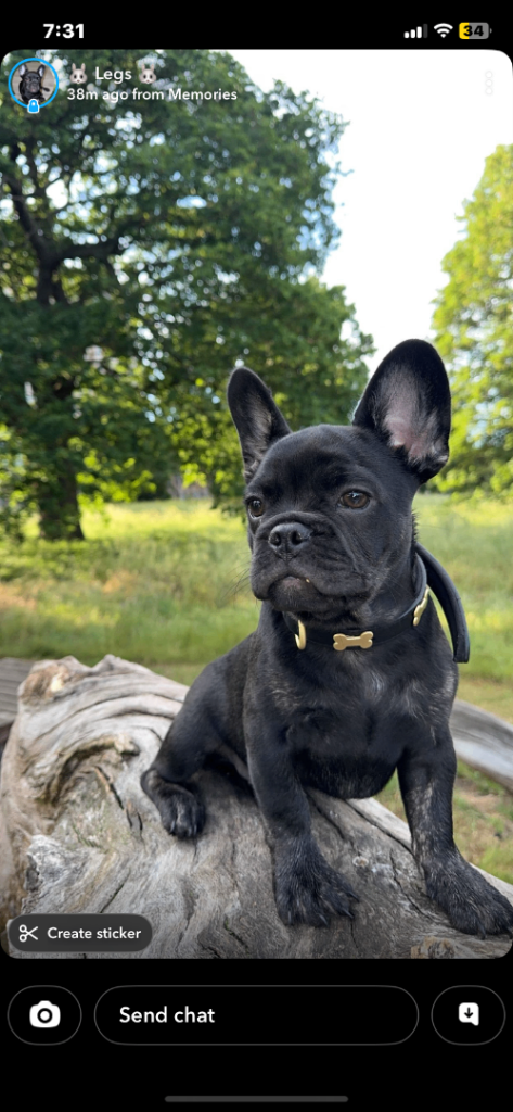 Frenchie 