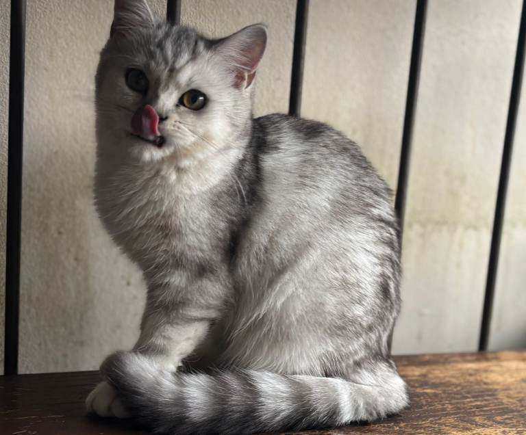 Full Pedigree British Shorthair kittens