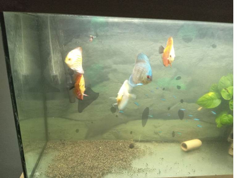 Discus aquarium 