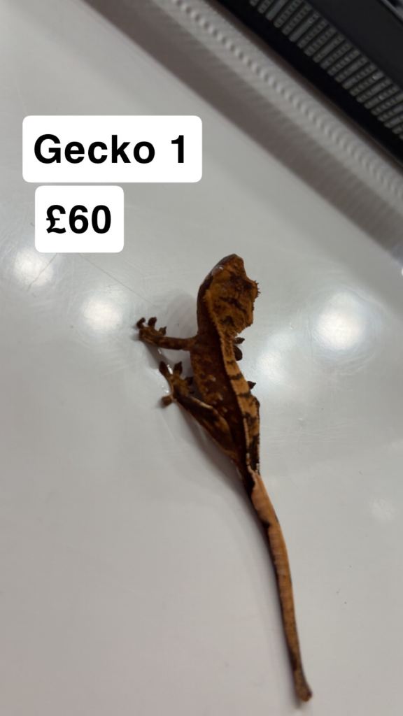 Crested gecko babies