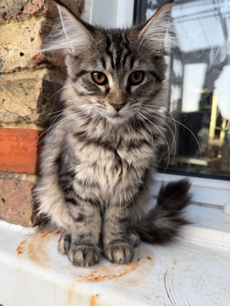 Lovely Maine Coon Kittens 