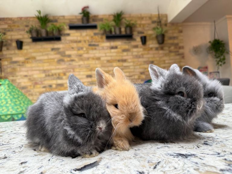 Baby Lionhead Rabbits