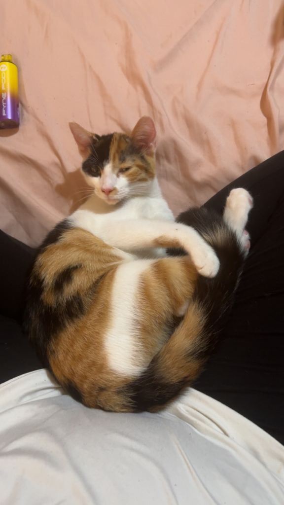 Beautiful Calico Cat Callie