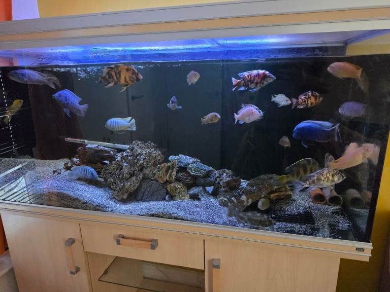 African cichlids only