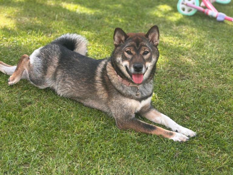 Female Shiba Inu 