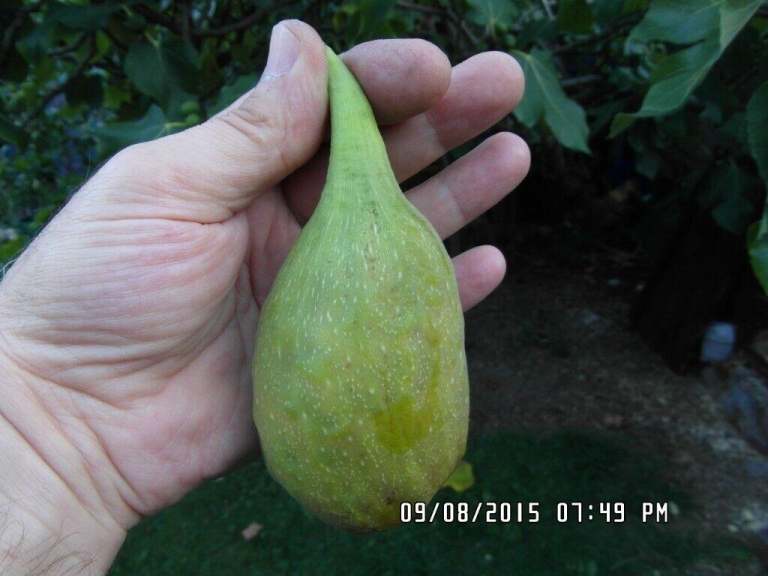 fig tree from cyprus longue d'aout variety producing superb taste figs in 3L POT