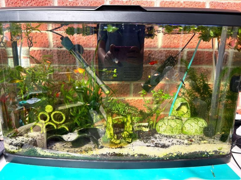 Platy fish