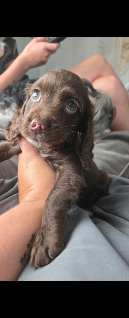💙🐶 2 Beautiful Cockapoo🐶💙 1BOYLEFT