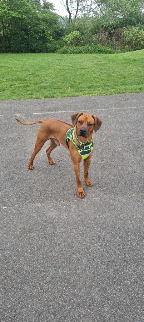 15 month old Rhodesian ridgeback