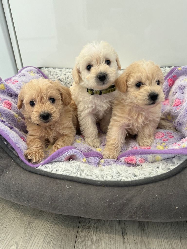 Beautiful westiepoo puppies 