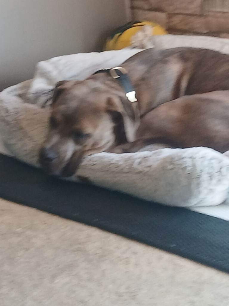 Staffie cross 