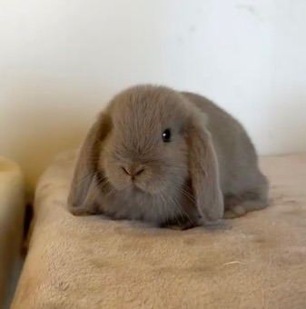 Pure breed mini lop babies for reserve 