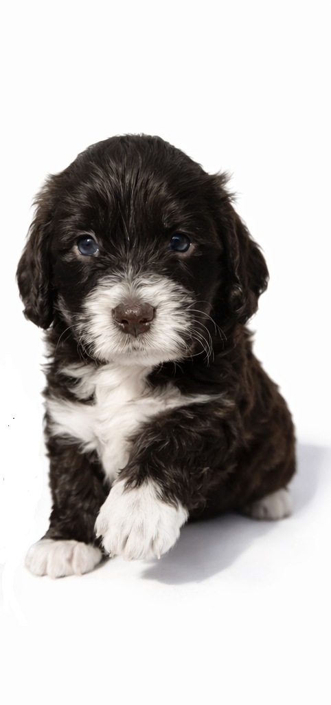 Beautiful Cockapoo F1B Puppies 1 girl  Available