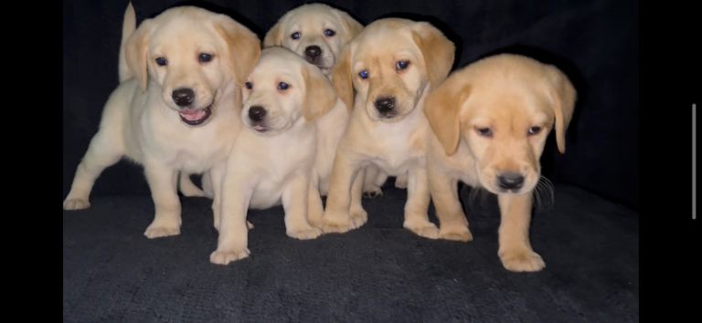 ⭐️5 Stunning Labrador Puppies!⭐️