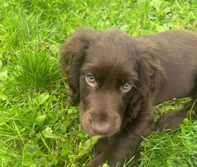 Cocker spaniel **PENDING VIEWING***