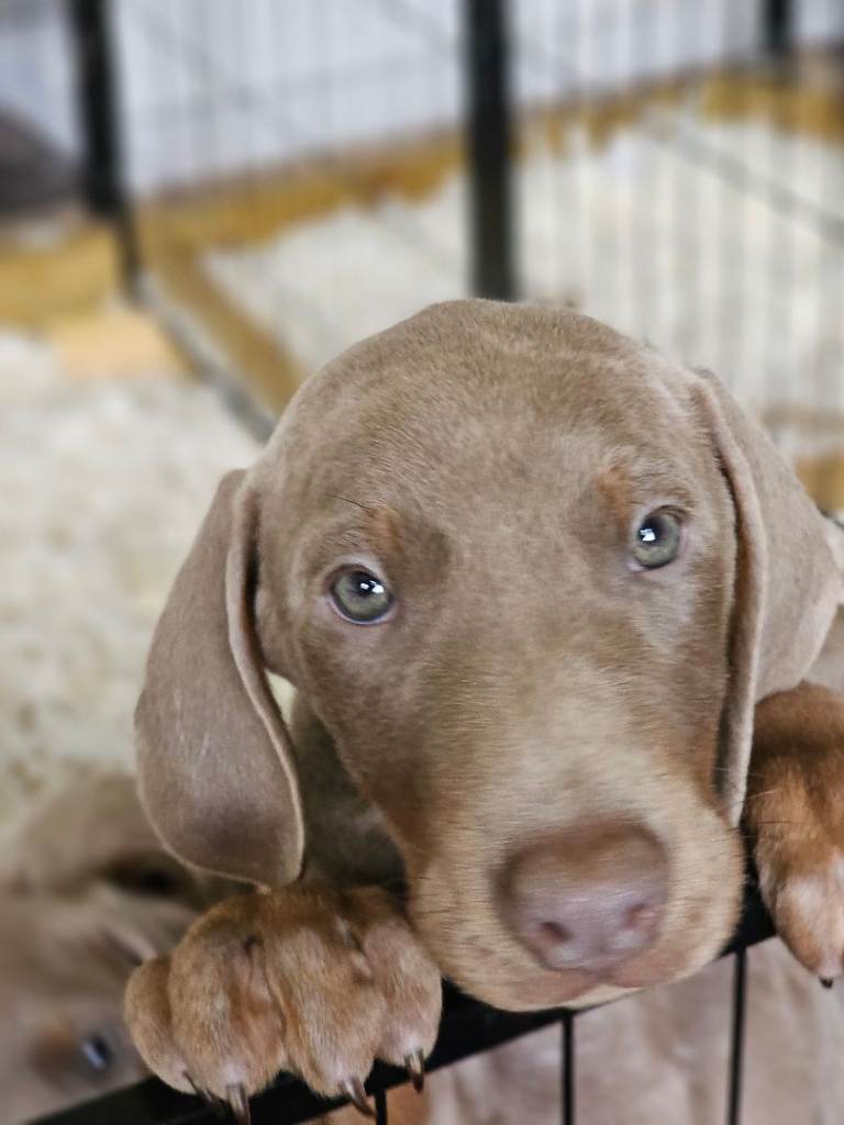 STUNNING KC Registered DOBERMANN PUPPIES Champion Bloodlines