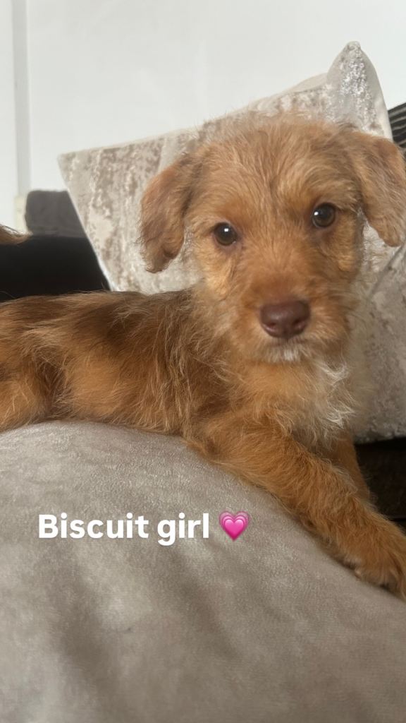 3 Jackapoo puppies  left ready to leave 