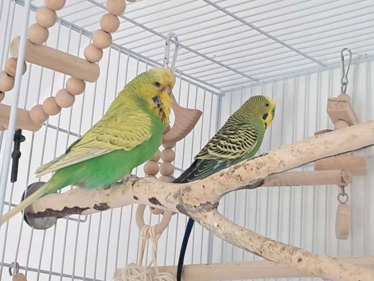 2 budgies and cage