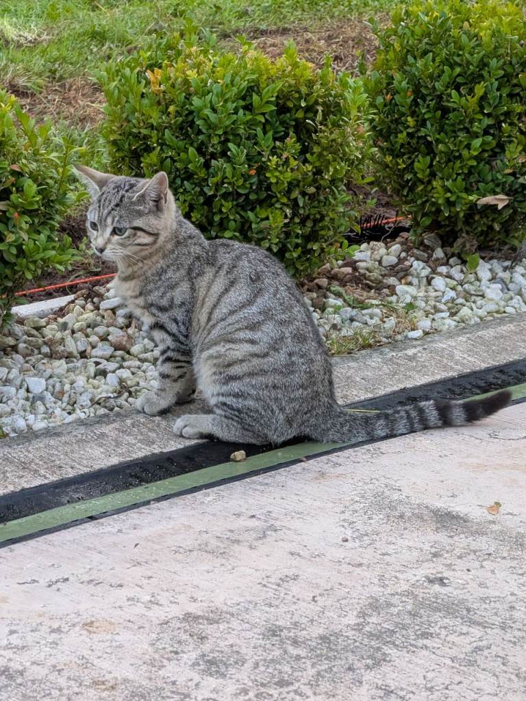 kittens for sale 