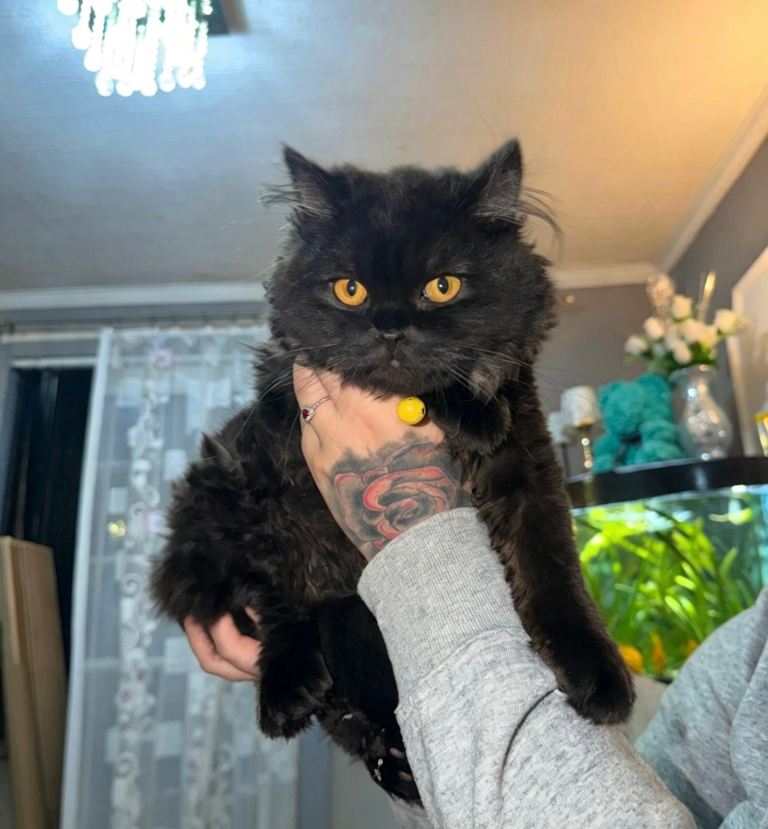 🐱 British Shorthair Female + British Longhair Male 