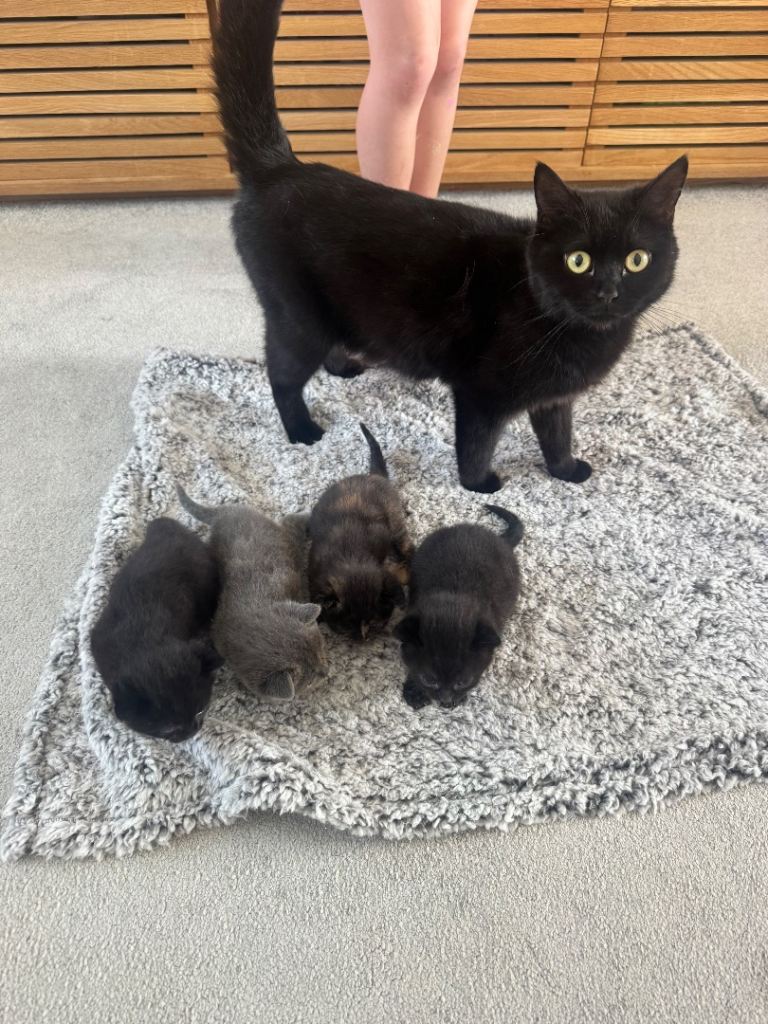 British shorthair  kittens 