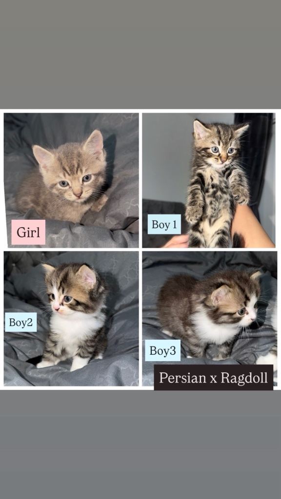 Persian x Ragdoll Kittens