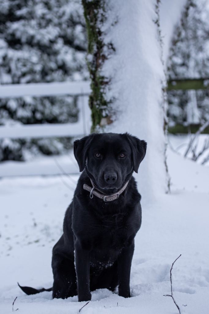 Black Labrador 