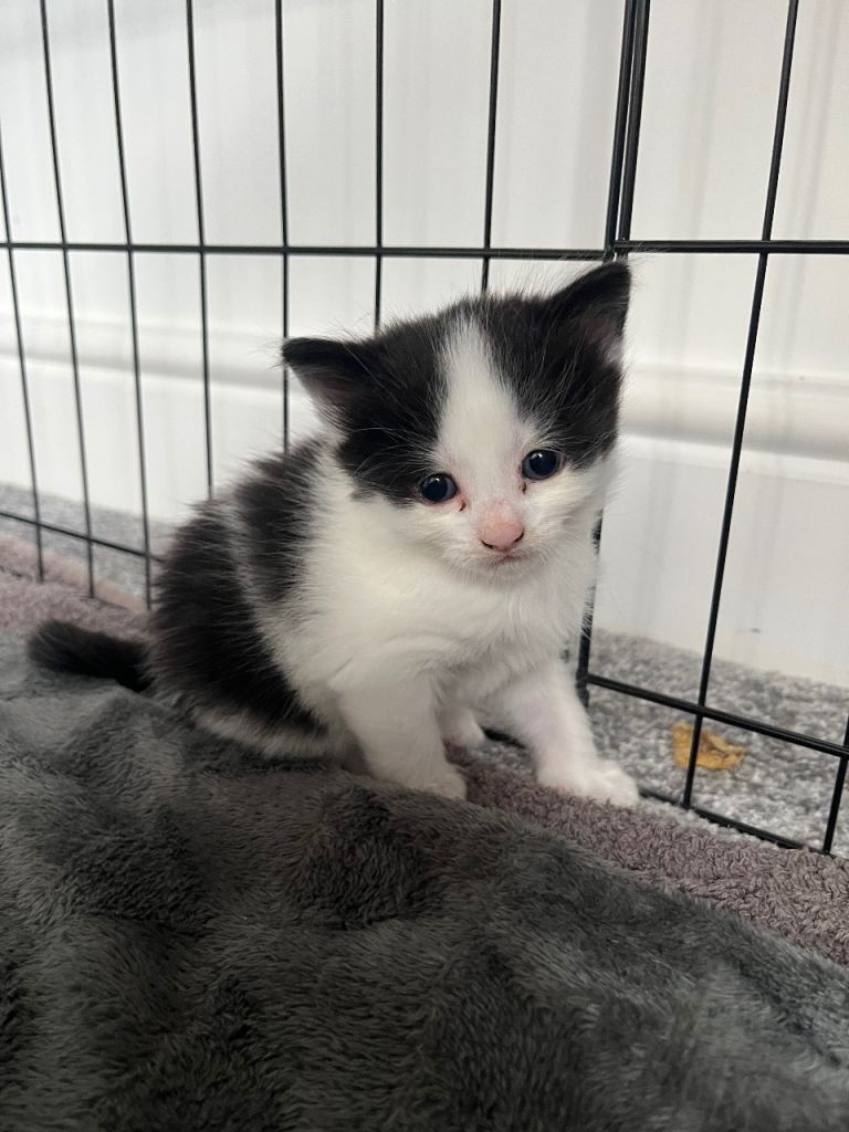 1 female kitten left