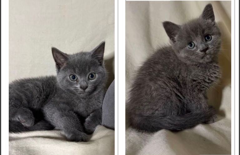 X2 Male purebred russian blue kittens ready to leave!
