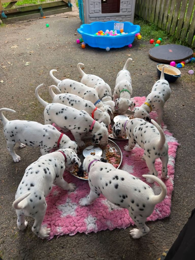 Dalmatian Puppies