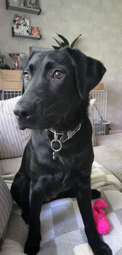 Female black Labrador for sale..