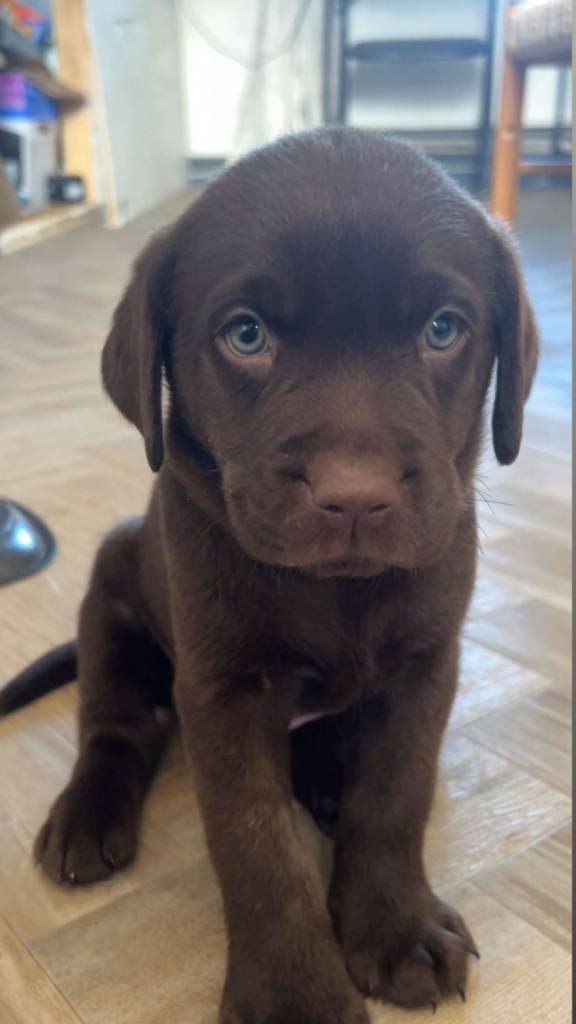 6 KC Labrador puppies 