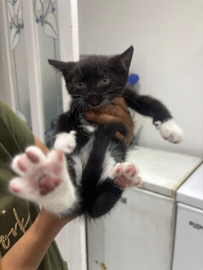 Kittens 