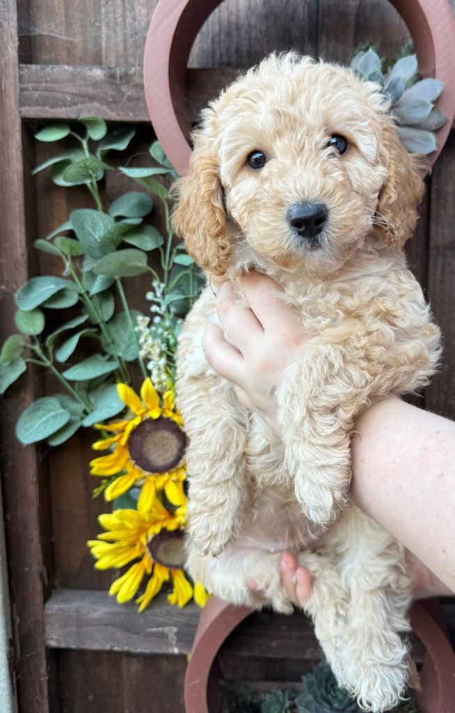 LAST 2 GIRLS F1BB LABRADOODLES HEALTH TESTED 