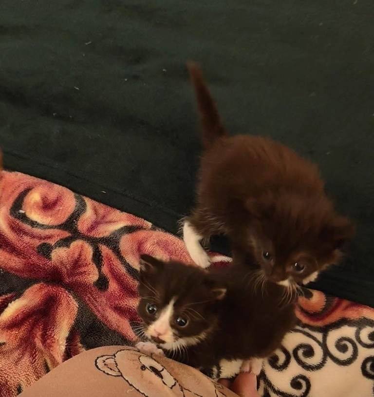 Persian cross kittens 
