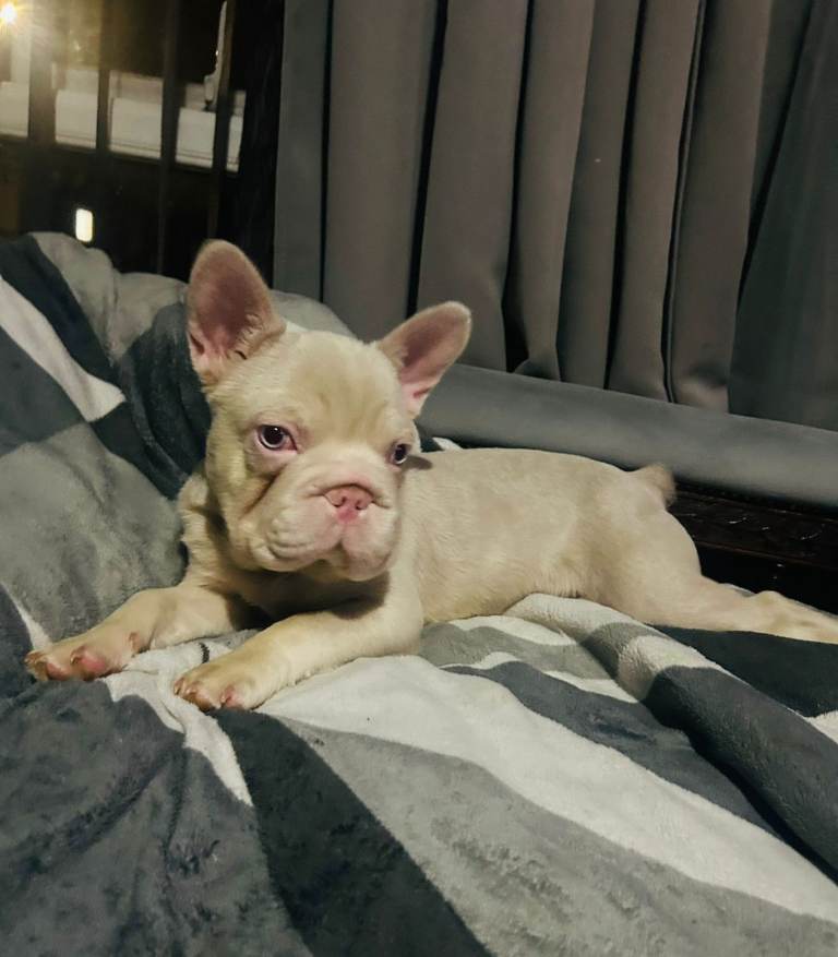 Fluffy White Male Frenchie