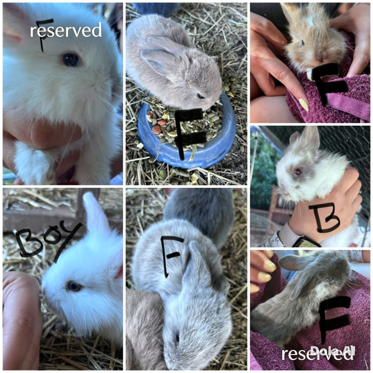 🐰💖 ✨ Adorable Baby Bunnies Available! ✨
