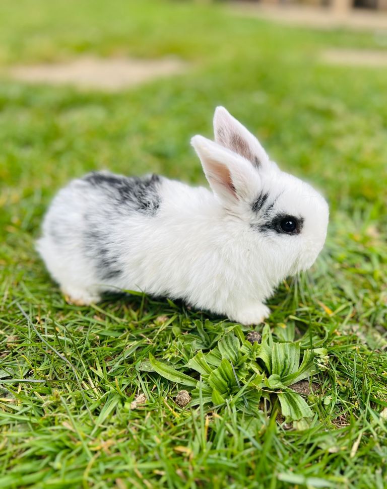 Small Lop Eared bunnies for sale 