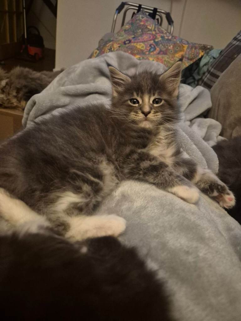 1 boy Maine coon looking for his forever home