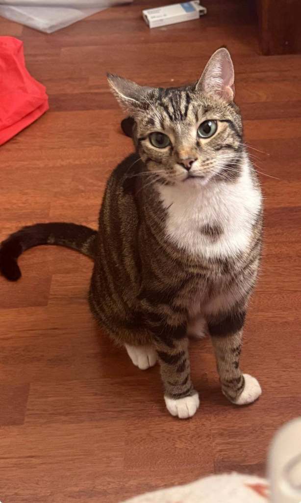 Loving Home Wanted for Layl – 3-Year-Old Tabby Boy