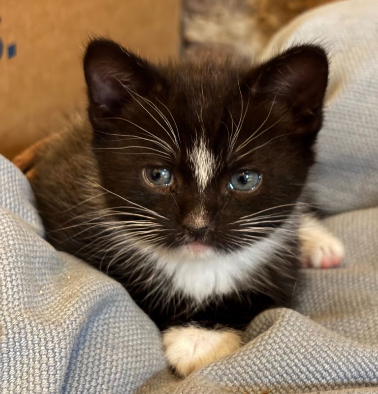 Kittens- ready for new family now