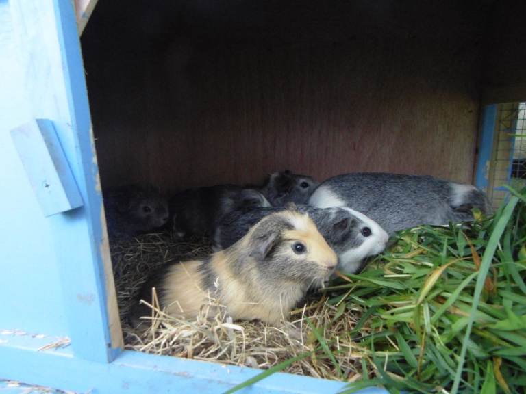 Guinea pigs boys and girls all ages 