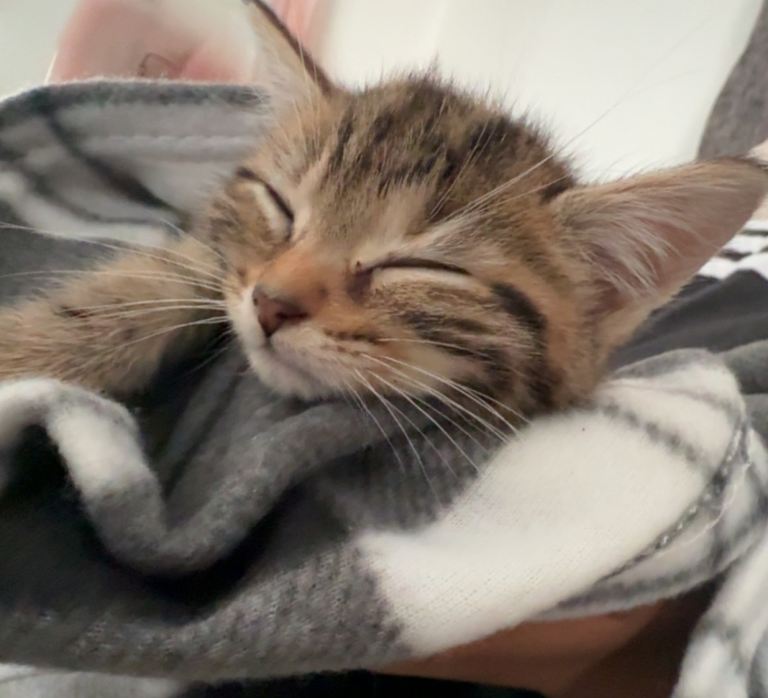 Beautiful Mixed Breed British Shorthair Kitten - 5 Months Old