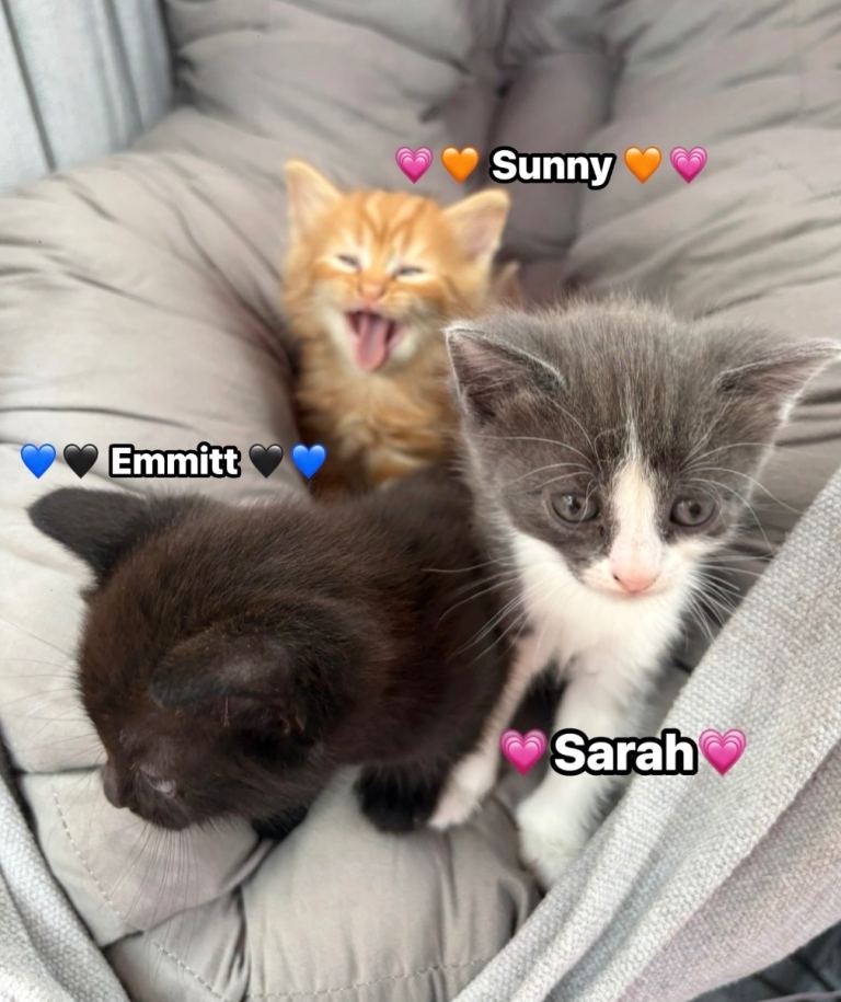 Beautiful Kittens