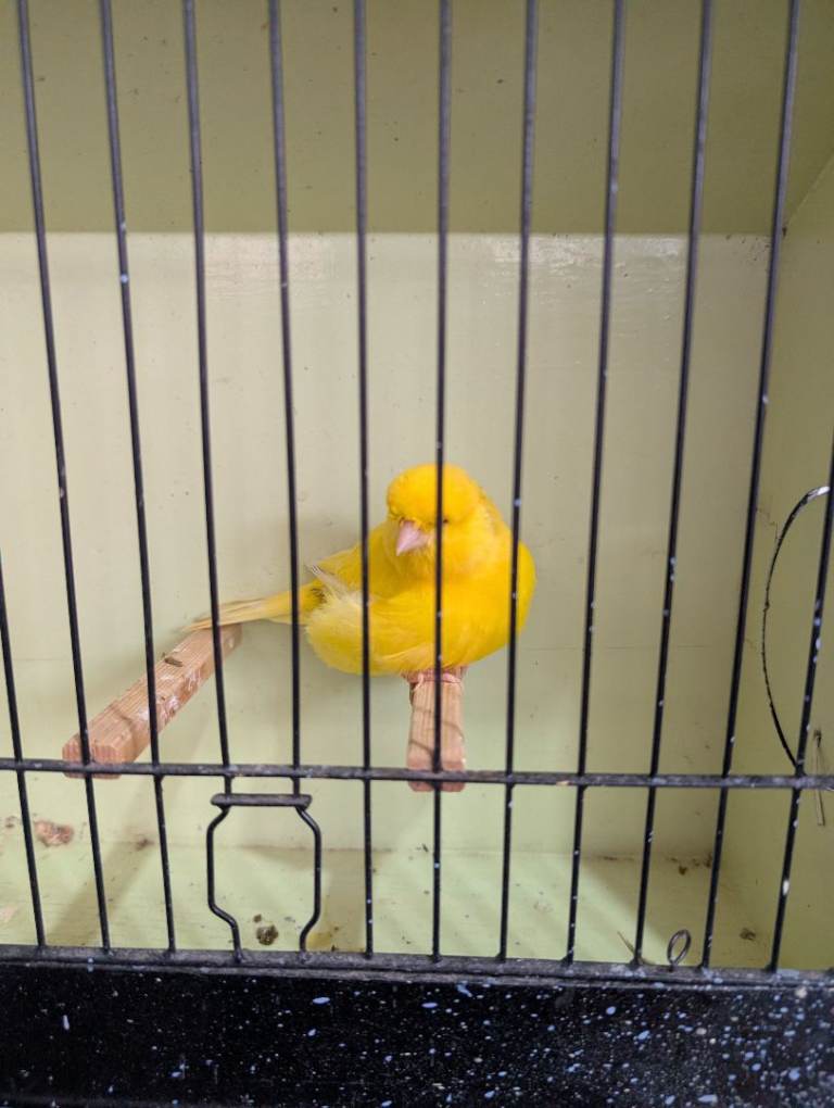 Norwich Canaries for sale