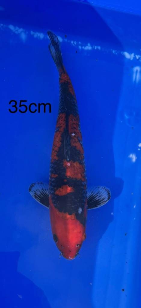 Goshiki 35cm 