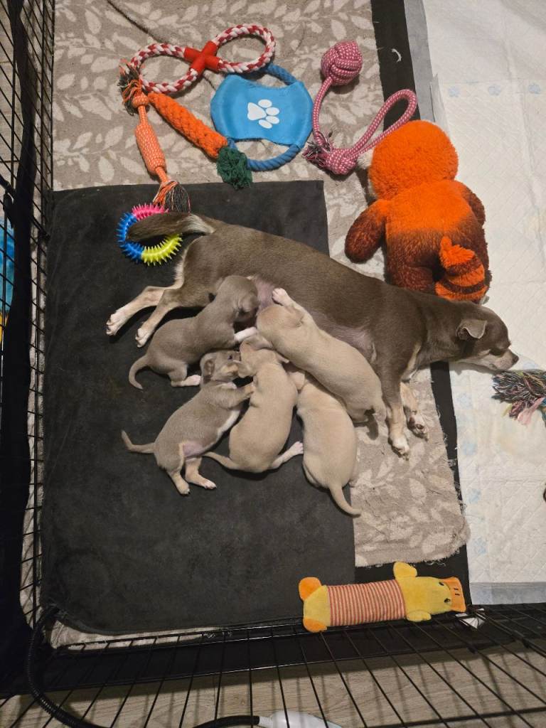 Cute Chihuahua Crew Looking for Their Forever Humans 🐶