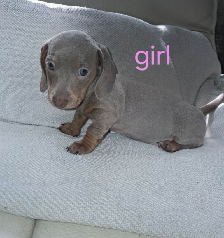 Last 2 females daschunds 