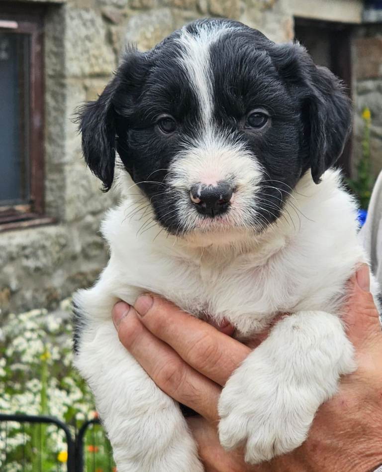 Border collie cross puppies