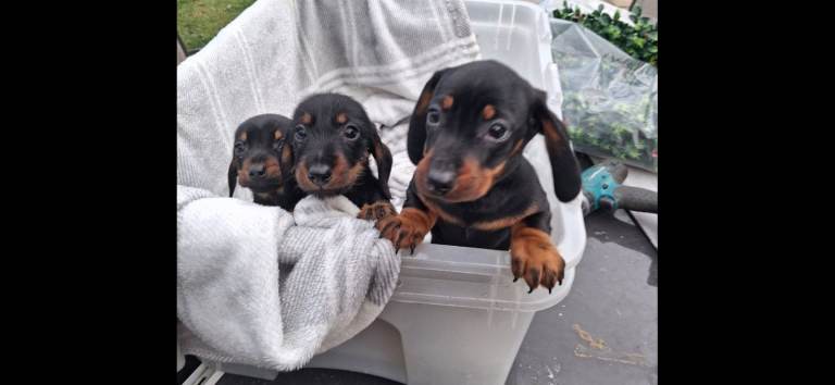 Miniuture dashound puppies